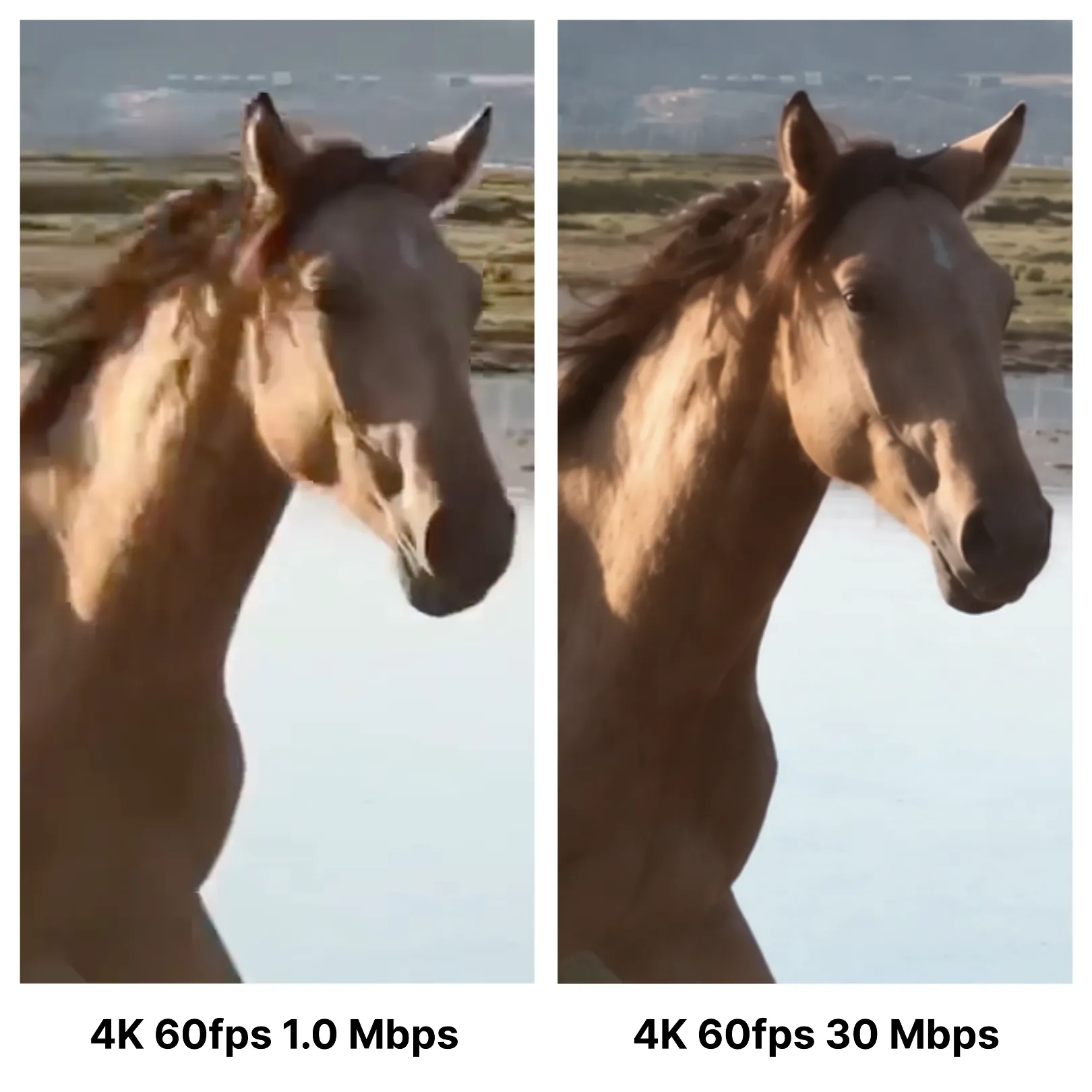 Comparison of low and high bitrate video quality